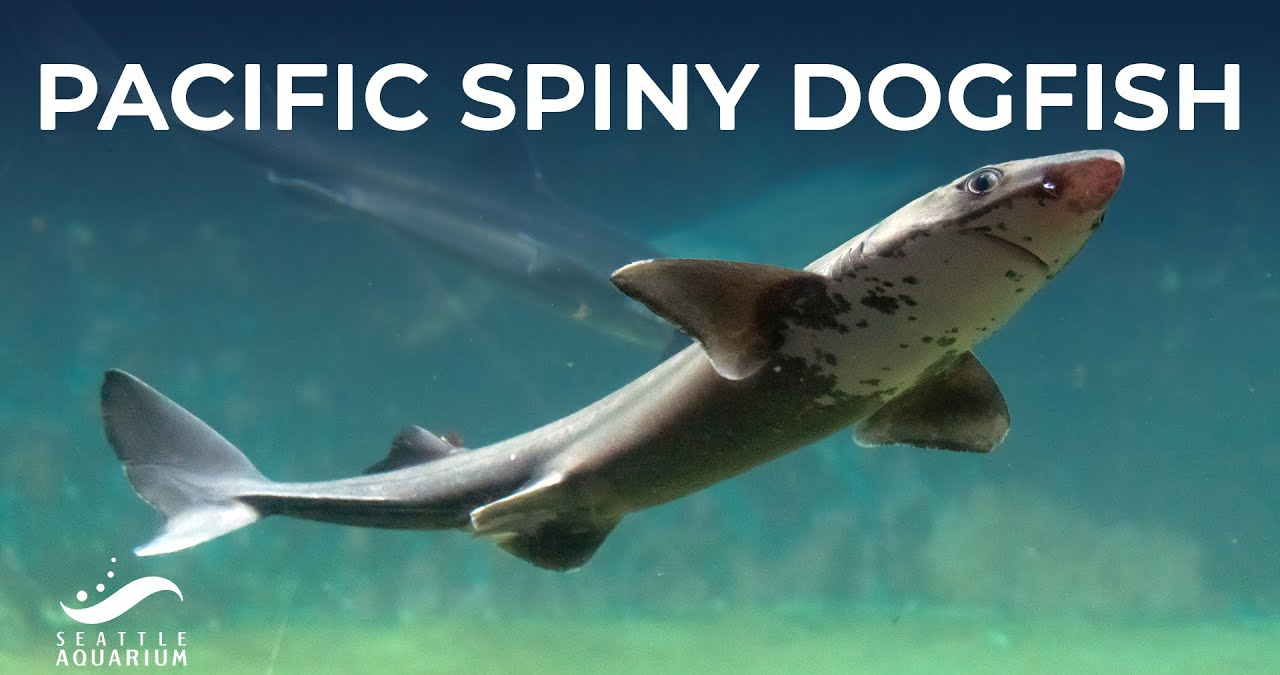 Roughskin Dogfish Deep Sea: The Mysterious Life of the Roughskin Dogfish in the Deep Sea