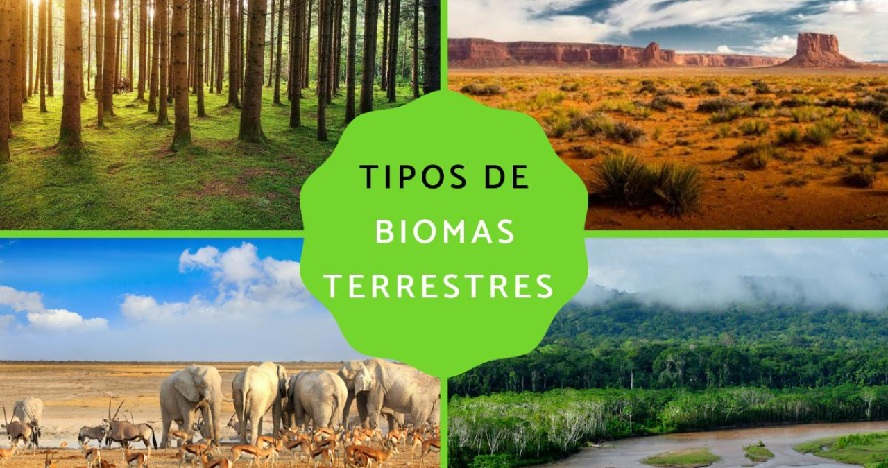 Terrestrial Biomes