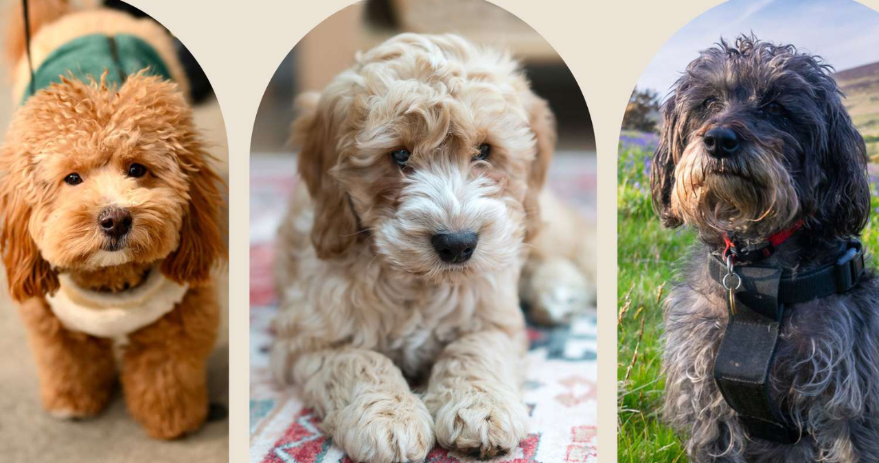 Poodle Mixes